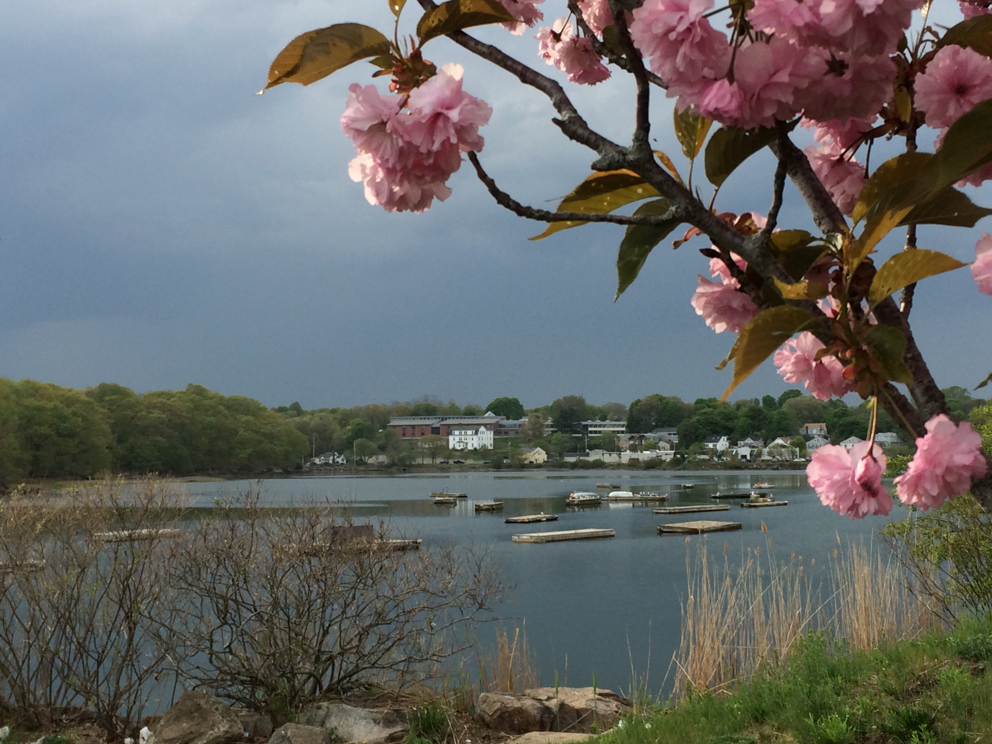 A branch of crabapple blossoms framing a view of a bay in Beverly, MA